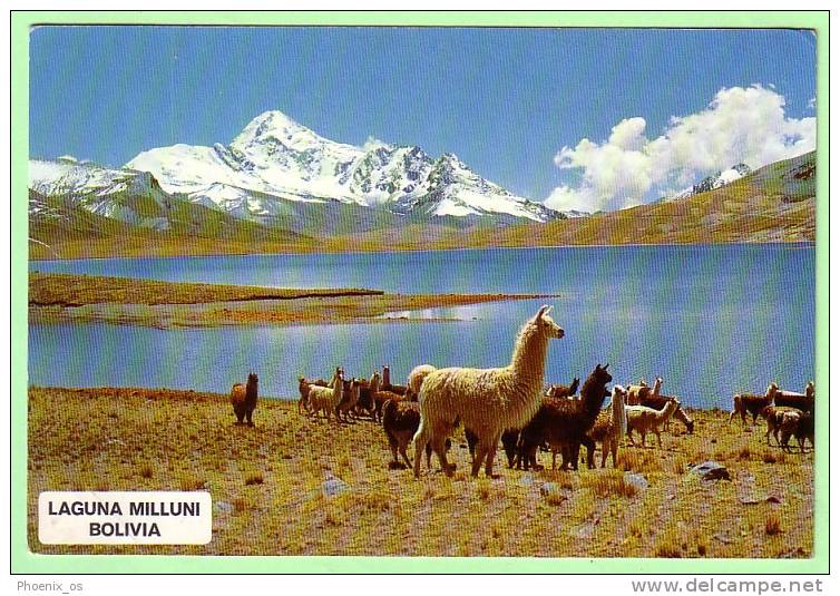 BOLIVIA - Laguna Milluni - Cordillera Real De Los Andes, Llama - Bolivië