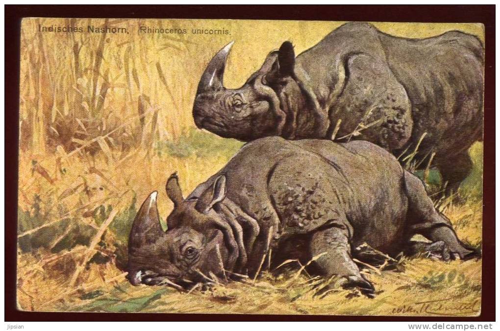 Cpa Rhinoceros Unicornis Indishes Nashorn     LOU10 - Rhinocéros