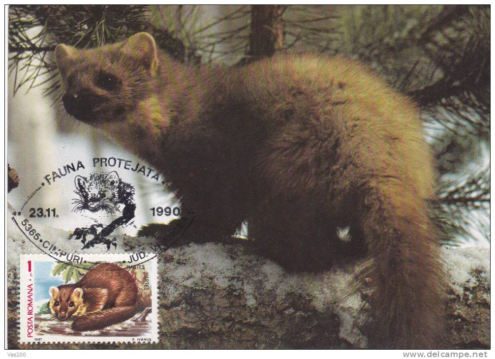 MARTEN, PROTECT ANIMALS, 1990, CM. MAXI CARD, CARTES MAXIMUM, ROMANIA - Rongeurs