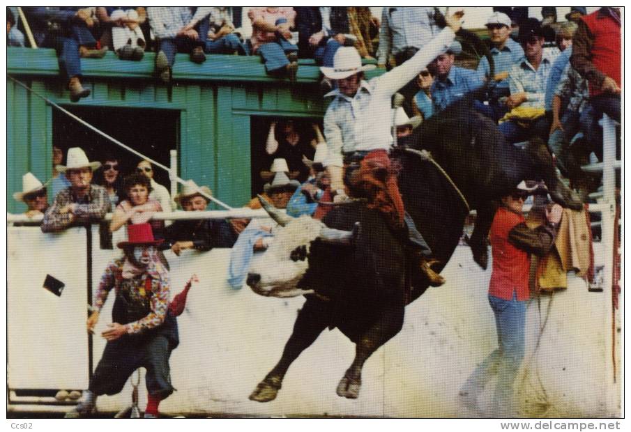 Calgary Exhibition And Stampede Brahma Bull Riding - Calgary
