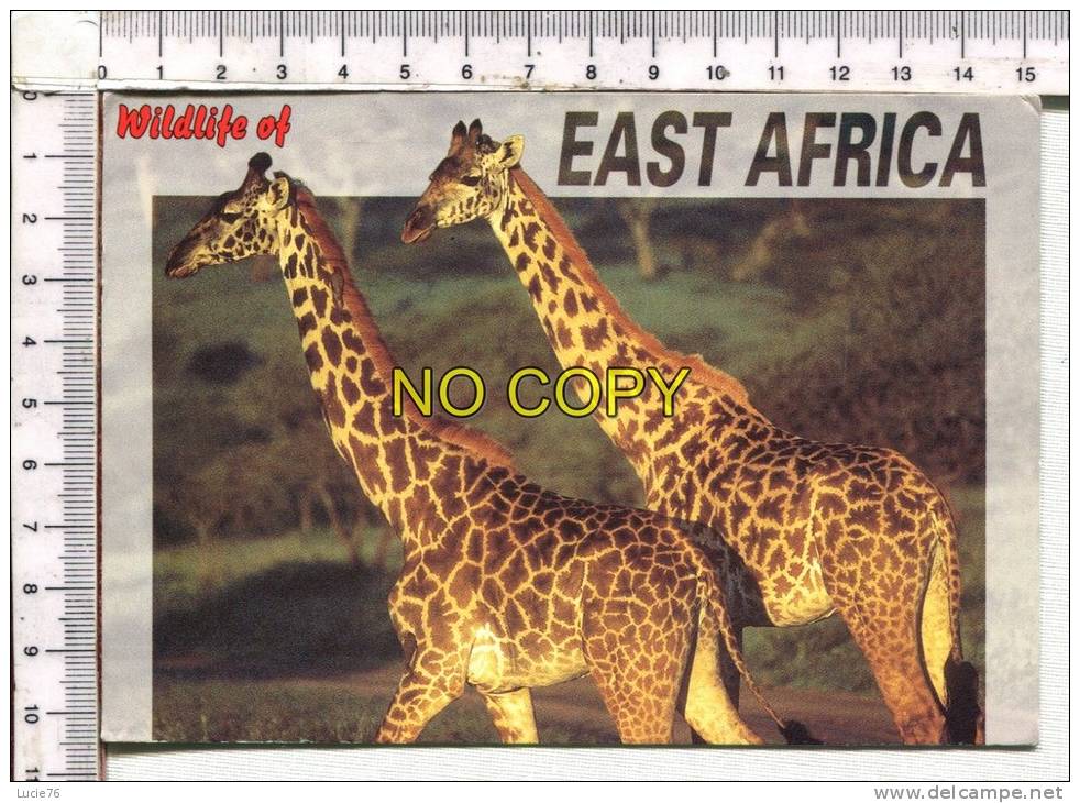 GIRAFE  -  Wildlife  Of  East  Africa - Girafes