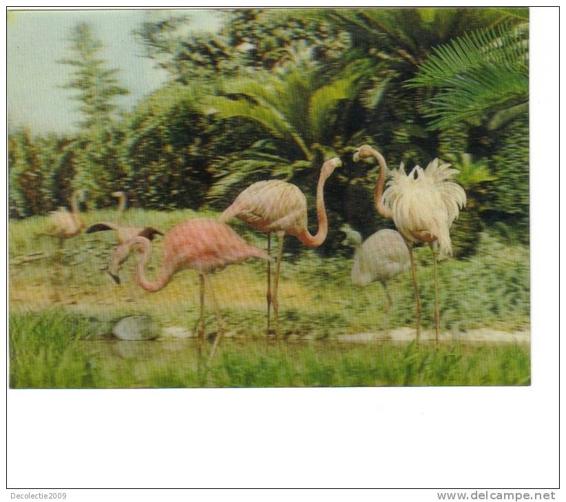 BC61313 Flamingo Flamant 3D Cartes Steroscopiques Good Shape Back Scan At Request - Stereoscope Cards