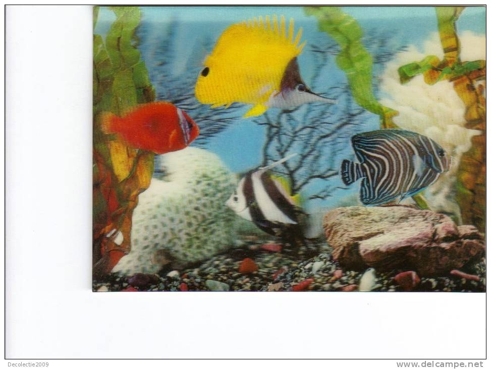 BC61507 Fish Poissons 3D Cartes Steroscopiques Good Shape Back Scan At Request - Stereoskopie