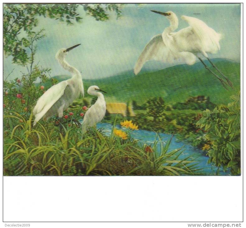 BC61513 Egrets Aironi 3D Cartes Steroscopiques Good Shape Back Scan At Request - Stereoskopie