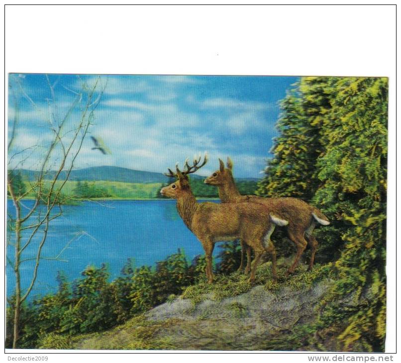 BC61566 Cerfs Dear 3D Cartes Steroscopiques Used Good Shape Back Scan At Request - Stereoscope Cards