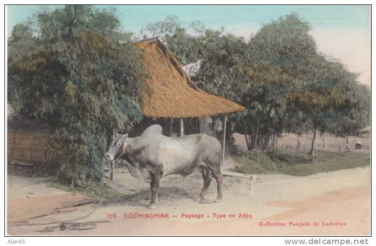 Cochinchine French Colony Zebu Cattle Native Village, C1910s Vintage Postcard - Vietnam