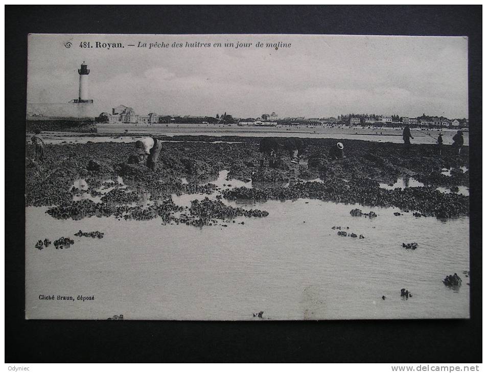 Royan.-La Peche Des Huitres En Un Jour De Maline - Poitou-Charentes