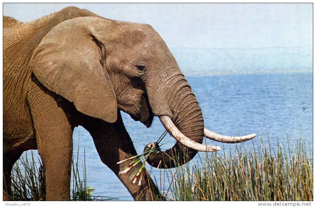 CPM....ANIMAUX....ELEPHAN T  GROS PLAN......VOIR SCANNER - Elefantes
