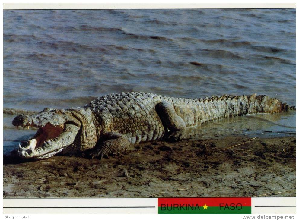 CPM....ANIMAUX.... BURKINA FASO...CAIMANS SACRES A SABOU ......VOIR SCANNER - Zebras