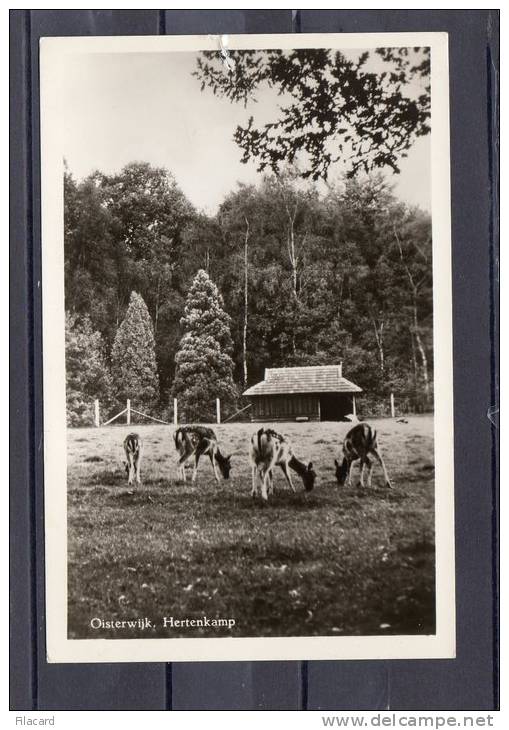 26663   Paesi  Bassi,    Oisterwijk,  Hertenkamp,  VG  1960 - Sonstige & Ohne Zuordnung