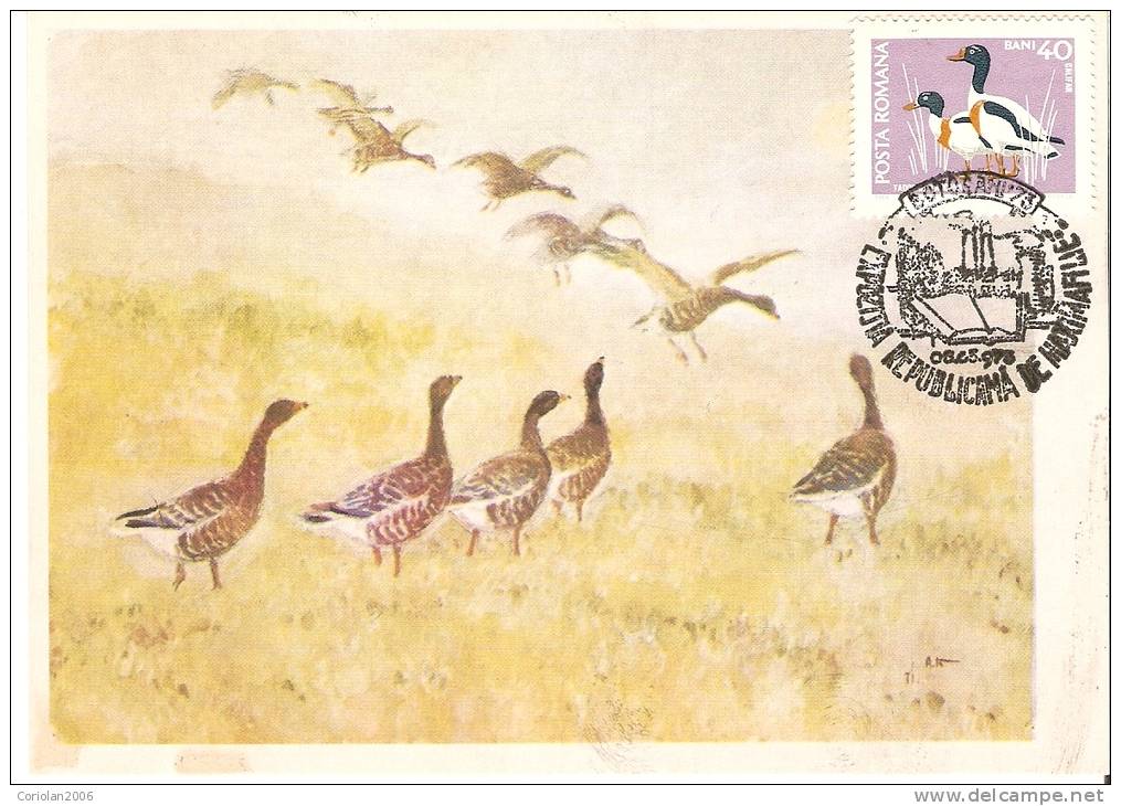 Romania / Maxi Card / Ducks - Anatre