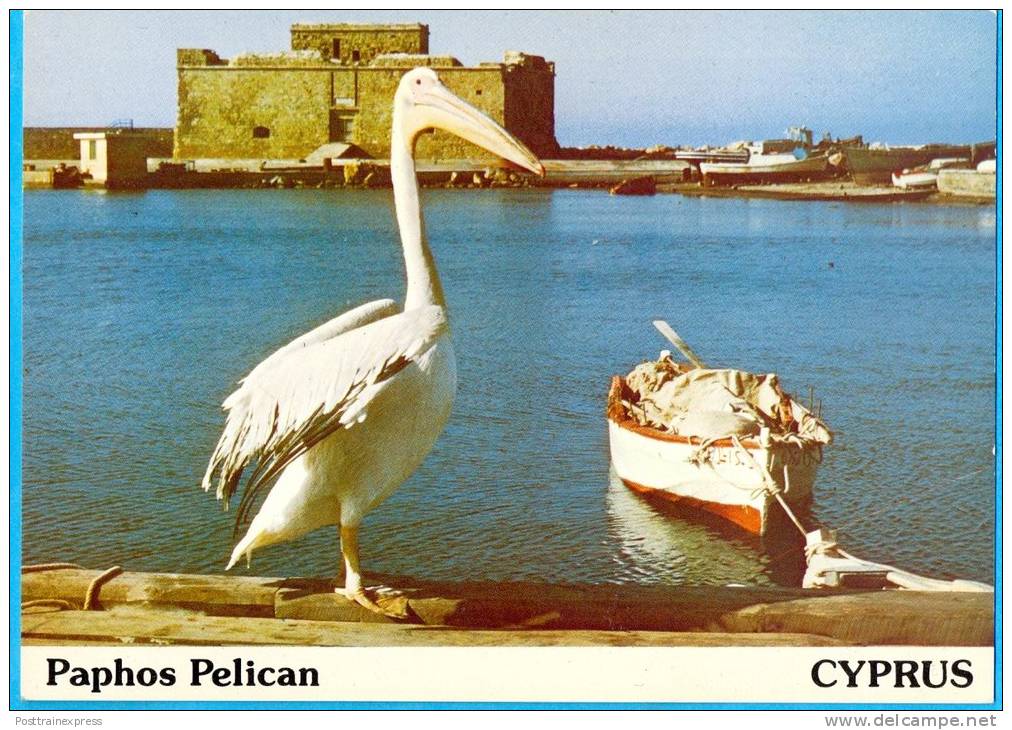 Cyprus. Paphos Pelican. - Zypern