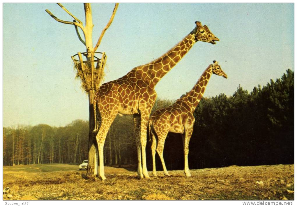 CPM... GIRAFES EN LIBERTE A THOIRY 78...  GROS PLAN ......VOIR SCANNER - Girafes