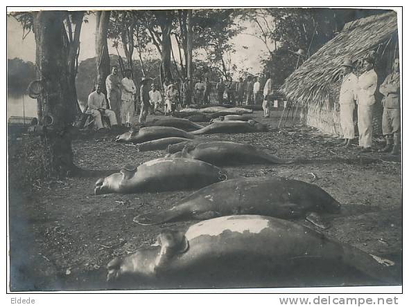 Real Photo Size 14 By 10 Cms . Manatee Fishing Peixe Boi Lamentin, Ayapua Rio Purus - Andere & Zonder Classificatie