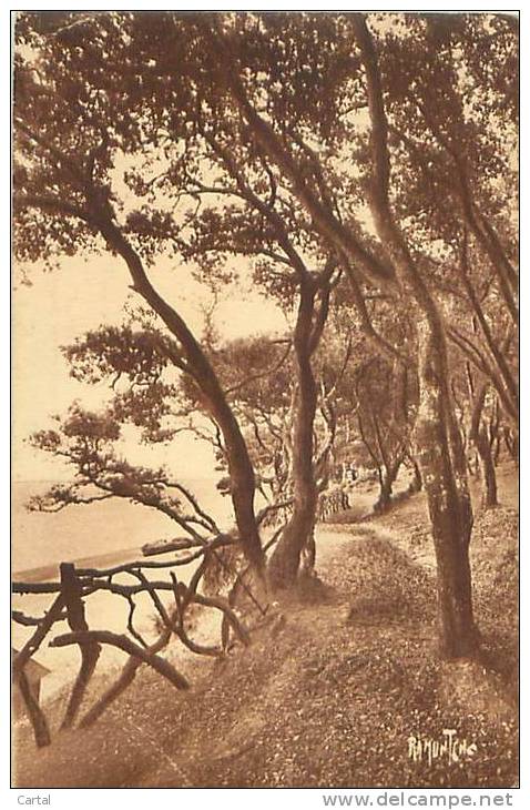 85 - L'ILE De NOIRMOUTIER - Les Chênes Verts Du Bois De La Chaise, Plage Des Sableaux (Ed. R. Bergevin, 121) - Noirmoutier