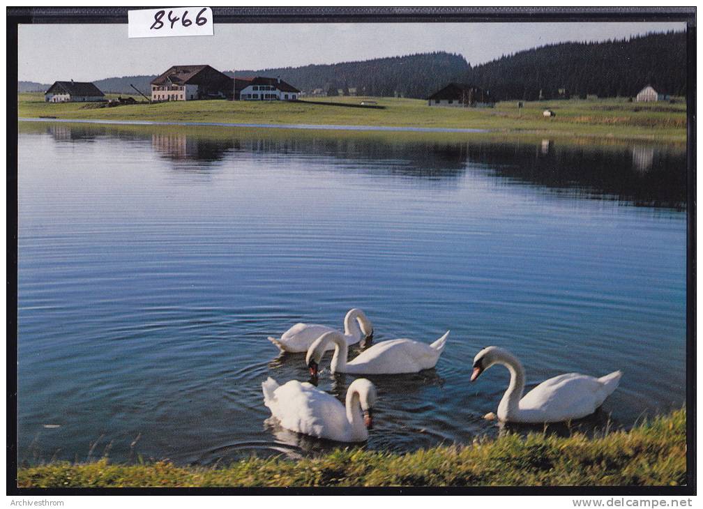 La Brévine - Le Lac Des Taillères (1060 M) Fermes Et Cygnes ; Grand Format 10 / 15 (8466) - La Brévine