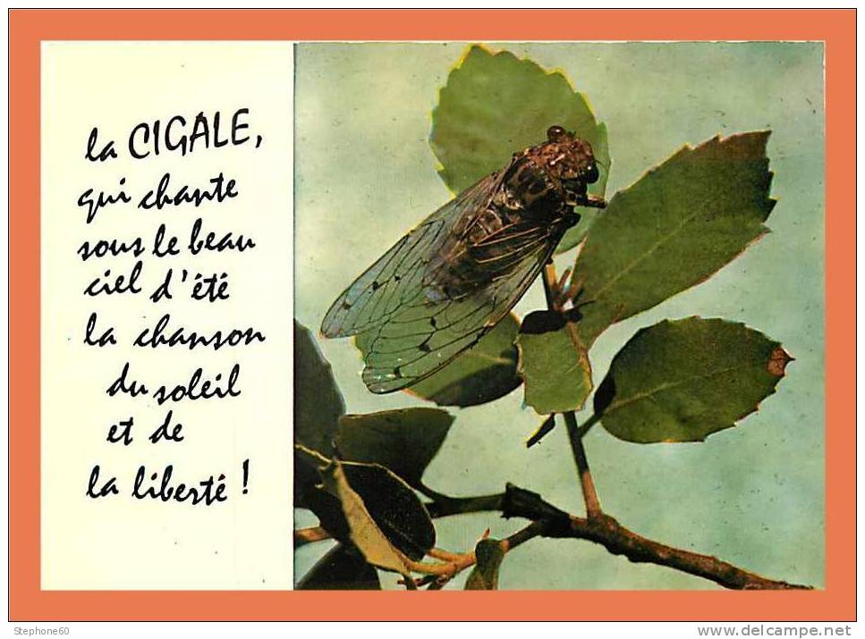 La Cigale // CPM (11) - Insectes