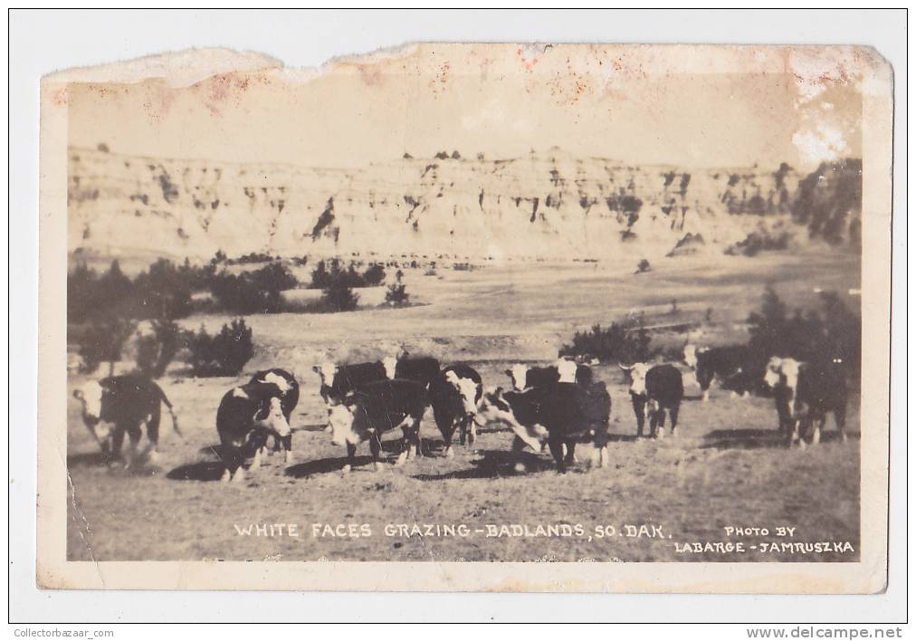 [W1033] USA South Dakota Real Photo Vintage Postcard - Signed By Labarge &amp; Jamruszka - Cows Rodeo Cattle - Rapid City