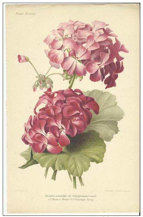 Grand Chromolithographie Didactique * Fleurs * Variétés Nouvelles De Pelargoniums Zones * P Madame Bruant - P Francisque - Other & Unclassified