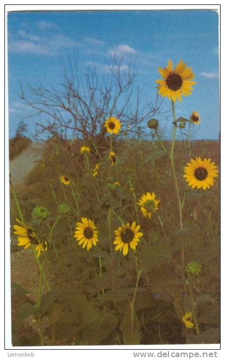 USA, Kansas Sunflowers, Unused Postcard [P8300] - Andere & Zonder Classificatie