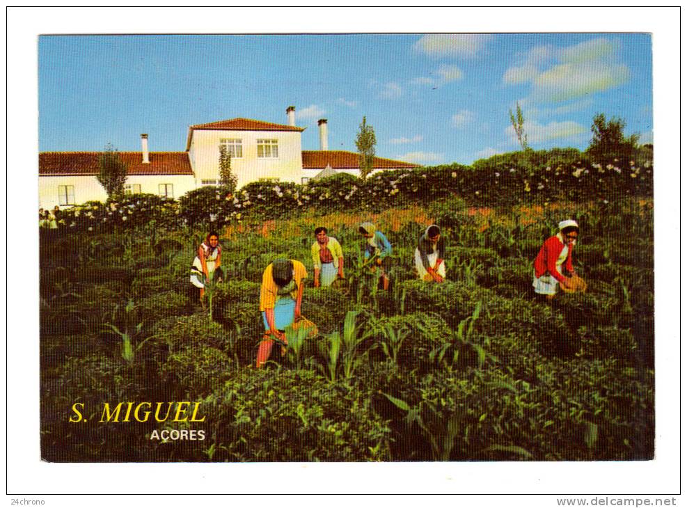 Portugal: Açores, S. Miguel, Plantation De The, A Tea Plantation (12-927) - Açores
