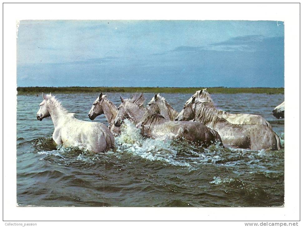 Cp, Chevaux,  En Camargue, Chevaux Traversant Un Cours D´Eau, Voyagée 1989 - Paarden