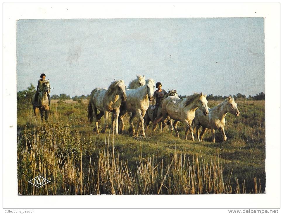 Cp, Chevaux,  En Camargue, Manade De Chevaux, Voyagée 1989 - Paarden