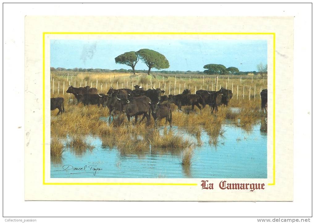Cp, Animaux, La Camargue, Taureaux De Camargue, Voyagée - Bull