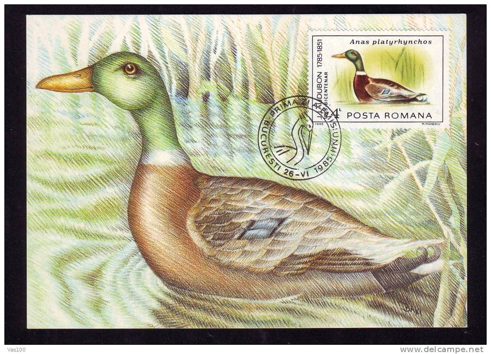 DUCK, AUDUBON BIRD, 1985, CM. MAXI CARD, CARTES MAXIMUM, OBLITERATION FDC, ROMANIA - Cisnes