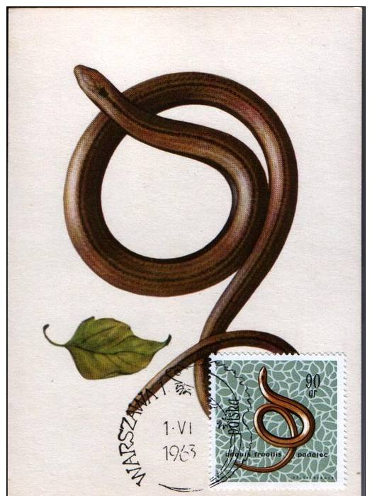 Poland Pologne, Anguis Fragilis, Or Slow Worm, CARTE MAXIMUM CARD. 1963. - Snakes