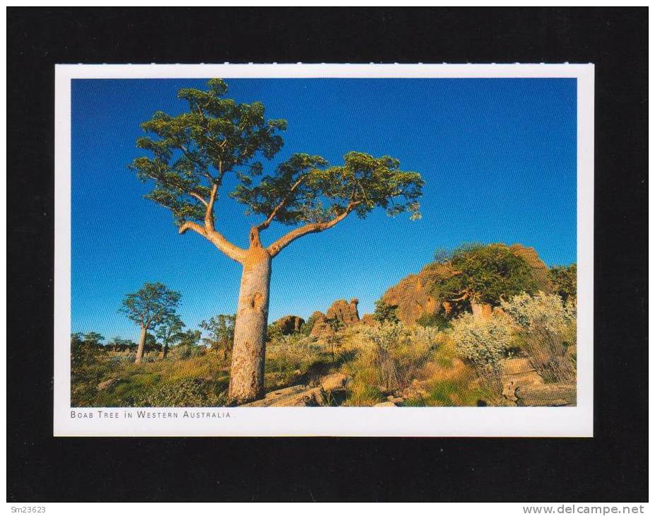 Australien  (06)  Boab Tree In Western Australia - Neu / Ungelaufen - - Other & Unclassified