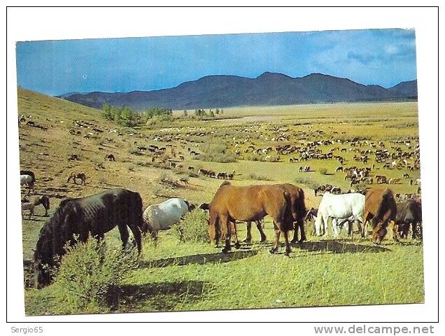 MONGOLIA- In The Grazing Field-not  Traveled - Mongolei