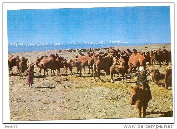 ASIA-MONGOLIA-A CAMEL BOY-not Traveled - Mongolie