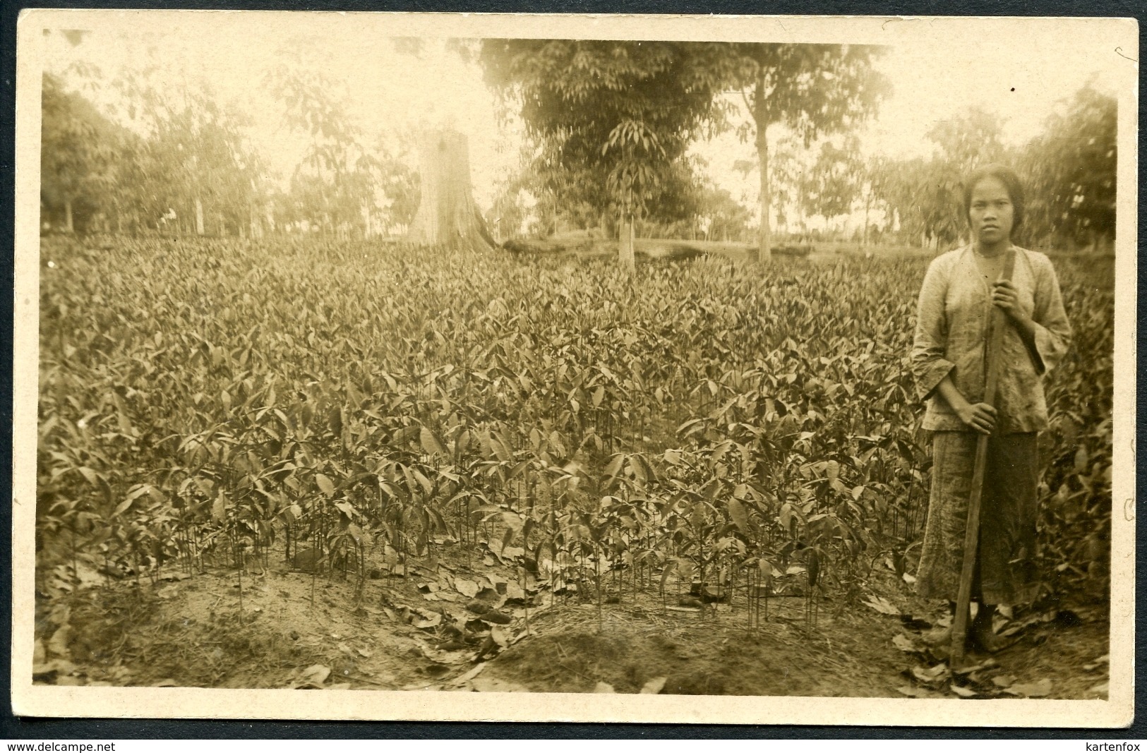 Arbeiterin Auf Einer Plantage, Ceylon, Ca. 1930 ? - Sri Lanka (Ceylon)
