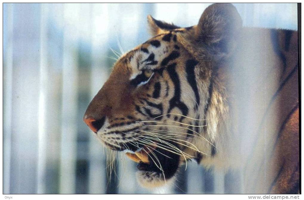 TIGRE / TIGER / GETIGERT - Tiger