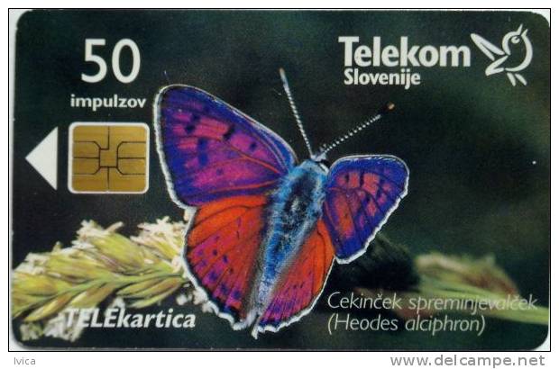 SLOVENIA Butterfly - Slovenia