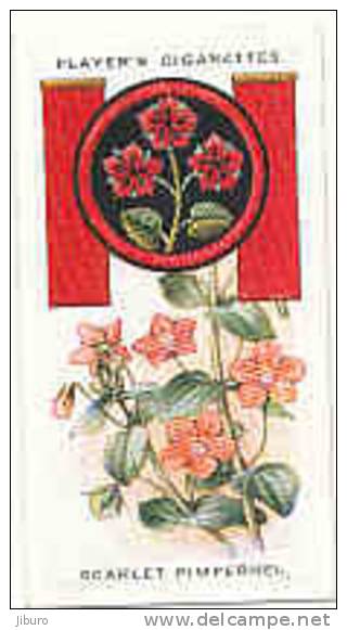 Owl / Boyscout & Girl Guide - Patrol Signs & Emblems / Scarlet Pimpernel / Mouron / Plante Fleur Flower  / IM 39 Players - Player's