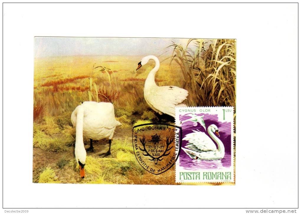 BC61913 Cigne Swan  Animaux Animals Maximum Carte Maxima Perfect Shape 2 Scans - Cisnes