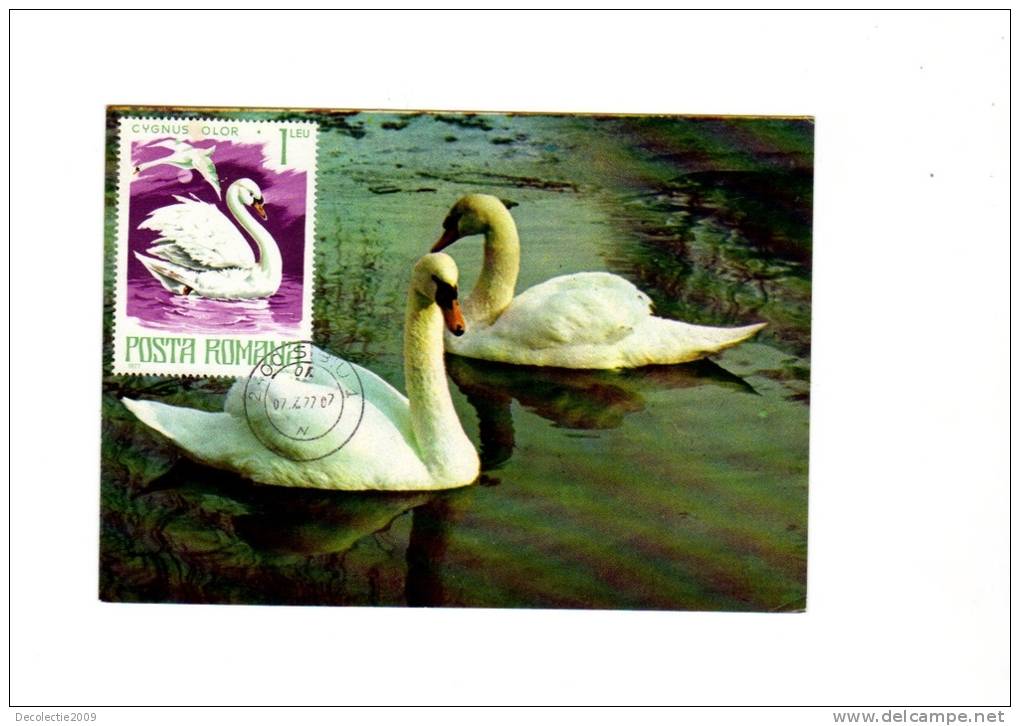 BC61918 Cygne Swan Animaux Animals Maximum Carte Maxima Perfect Shape 2 Scans - Cygnes