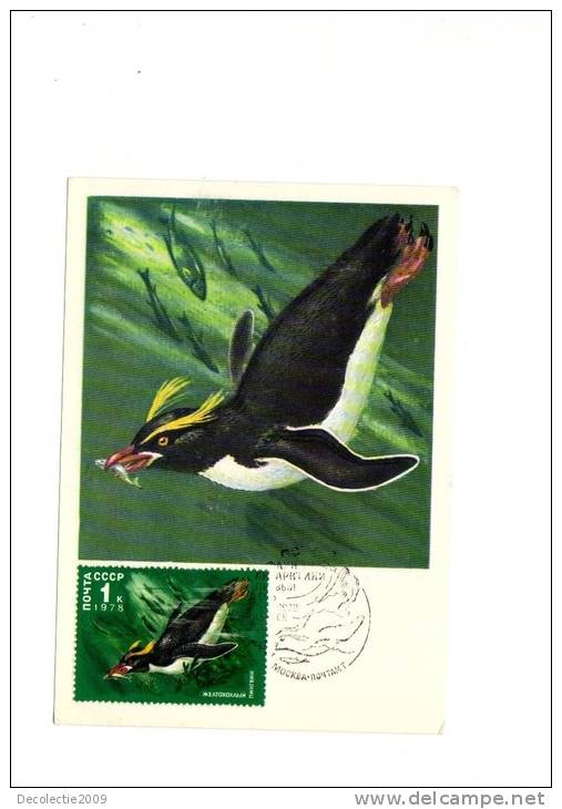 BC61933 Pingouins Penguin   Animaux Animals Maximum Carte Maxima Perfect Shape 2 Scans - Pingouins & Manchots