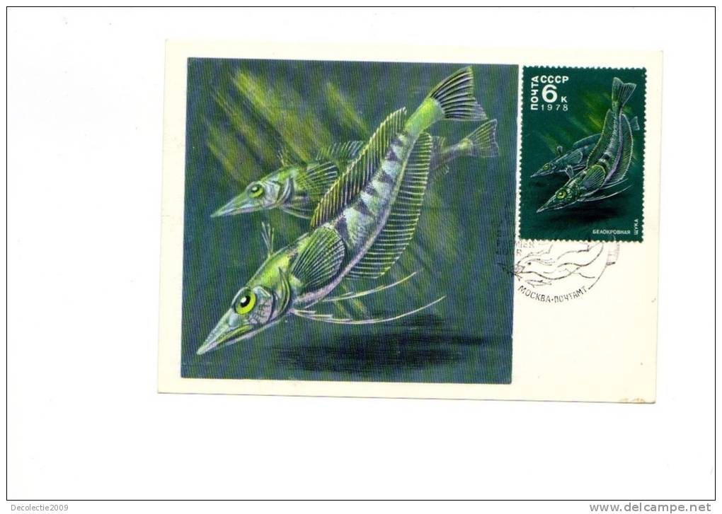 BC61932 Fish Poissons   Animaux Animals Maximum Carte Maxima Perfect Shape 2 Scans - Pinguini