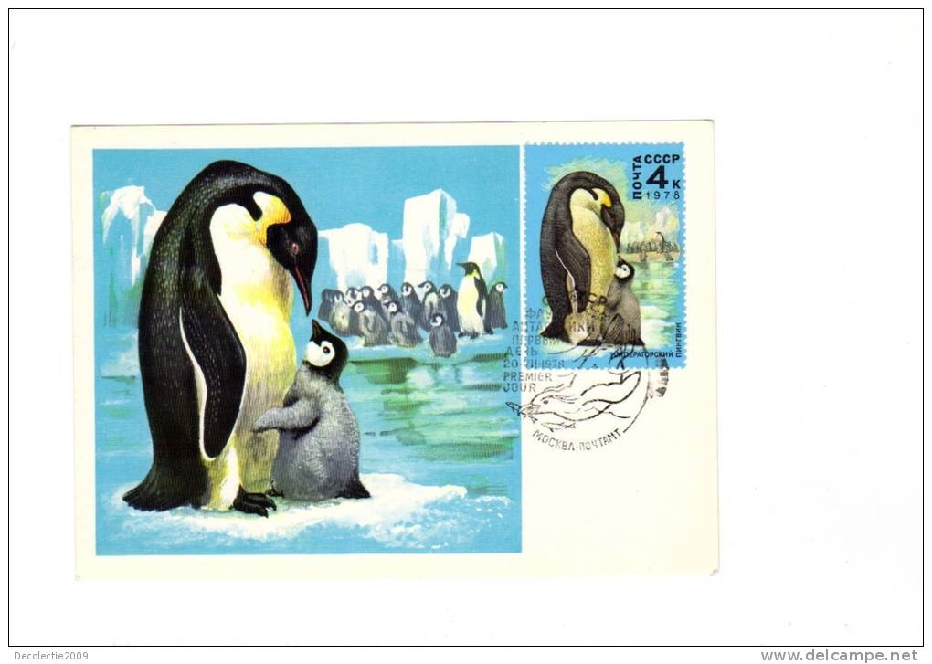 BC61936 Penguins Pingouins Animaux Animals Maximum Carte Maxima Perfect Shape 2 Scans - Penguins