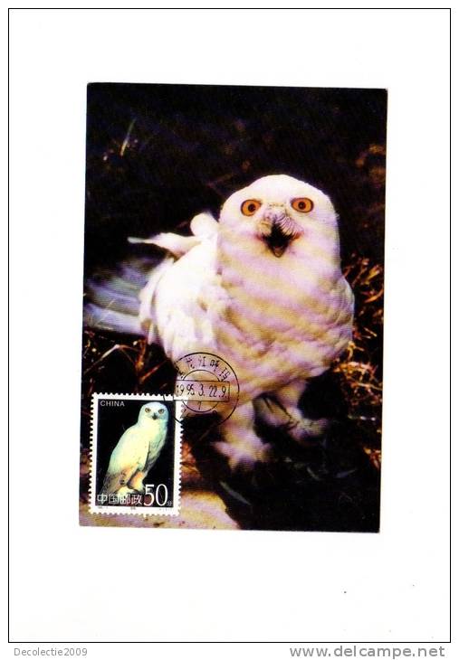 BC61949  Owl Hibou China Animaux Animals Maximum Carte Maxima Perfect Shape 2 Scans - Owls