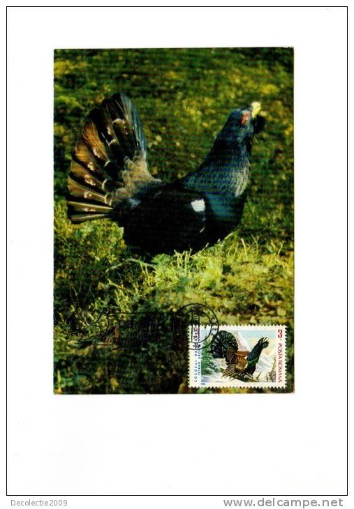 BC61951 Coq Des Bruyère Blackcock Animaux Animals Maximum Carte Maxima Perfect Shape 2 Scans - Gallinacées & Faisans