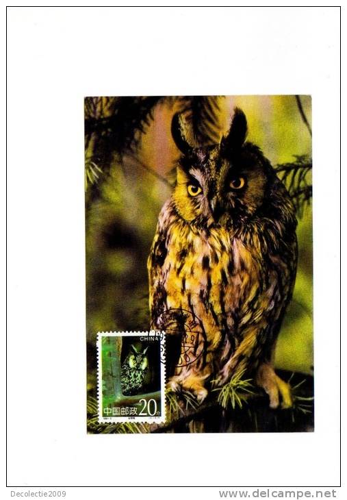 BC61956 Owl Hubou China  Animaux Animals Maximum Carte Maxima Perfect Shape 2 Scans - Owls