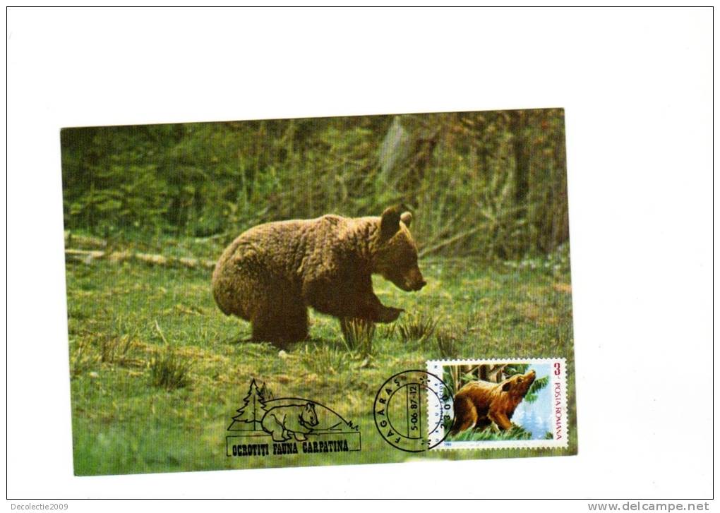 BC61964 Ours Bear  Animaux Animals Maximum Carte Maxima Perfect Shape 2 Scans - Bears