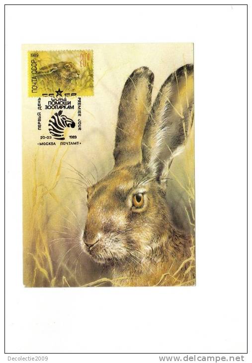 BC61980 Rabbit Lapins  Animaux Animals Maximum Carte Maxima Perfect Shape 2 Scans - Conejos
