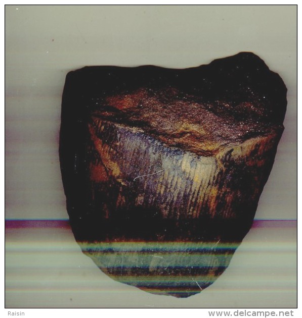 Morceau De Tronc D'arbre Fossilisé Calamite  (Carbonifère Lorraine) 14,50110 X 100 X 55 Mm - Fossils