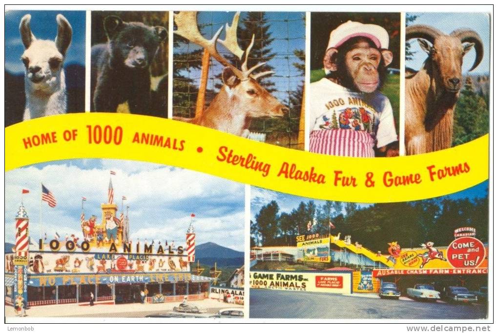 USA, Home Of 1000 Animals, Sterling, Alaska, 1950s Unused Postcard [P8467] - Other & Unclassified