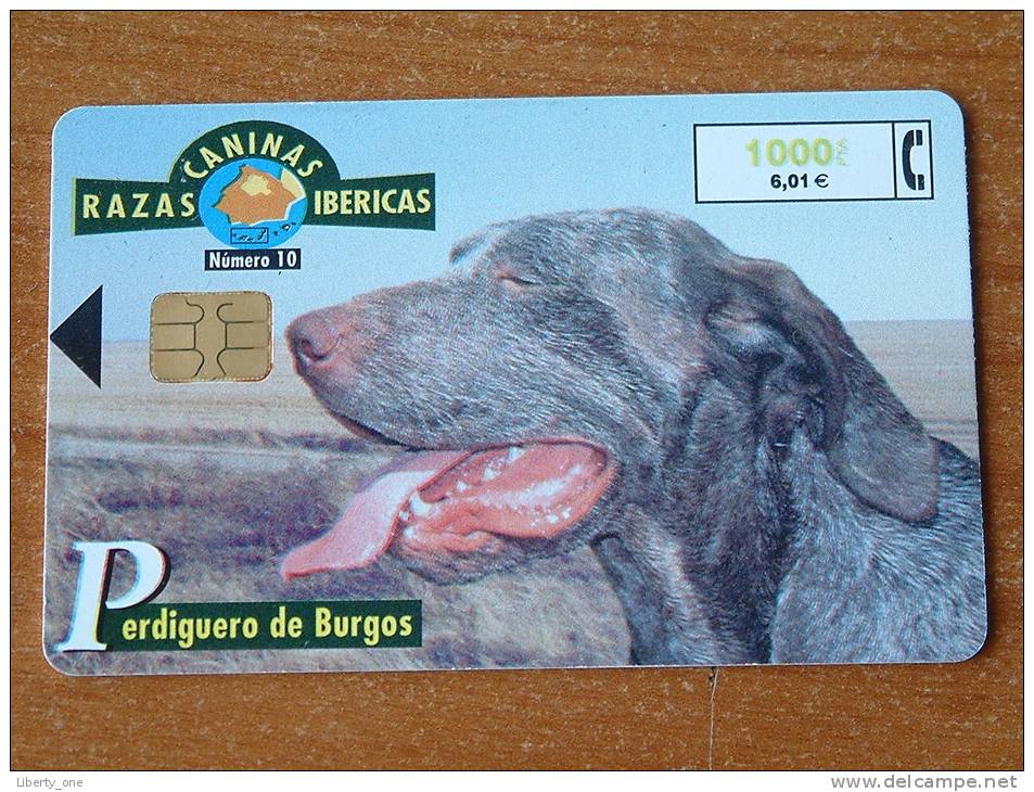 Razaz Caninas Ibericas / Perdiguero De Burgos ( Telefonica Madrid ) ! - Dogs